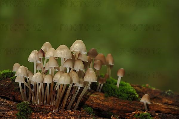 A group of stump fairy helmet