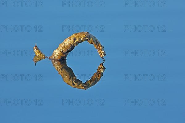 Floating curved water plant on the water surface with reflection in the Federsee lake