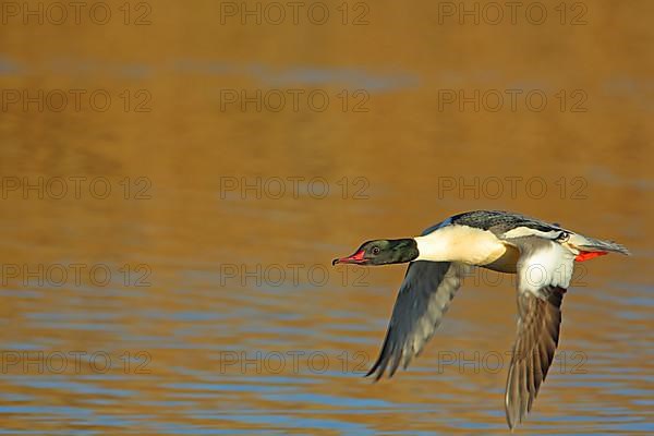 Male Common Merganser