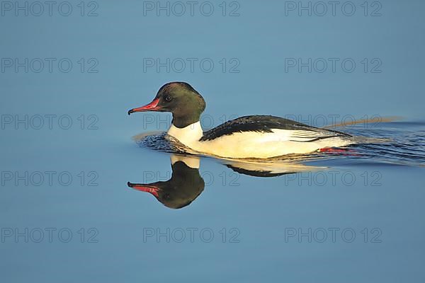 Male Common Merganser