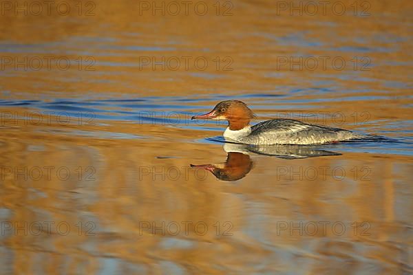 Swimming female Common Merganser