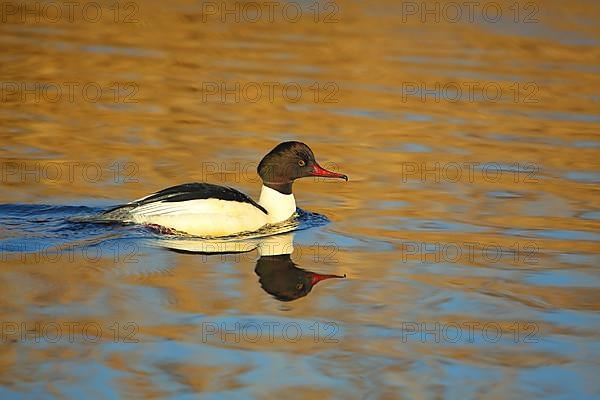 Swimming male common merganser