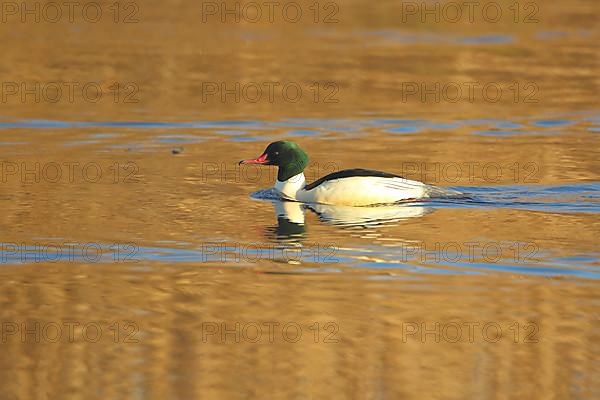 Male Common Merganser