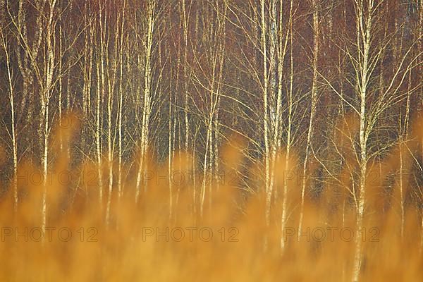 Forest edge with downy birches