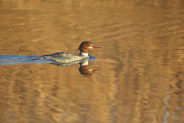 Female Common Merganser