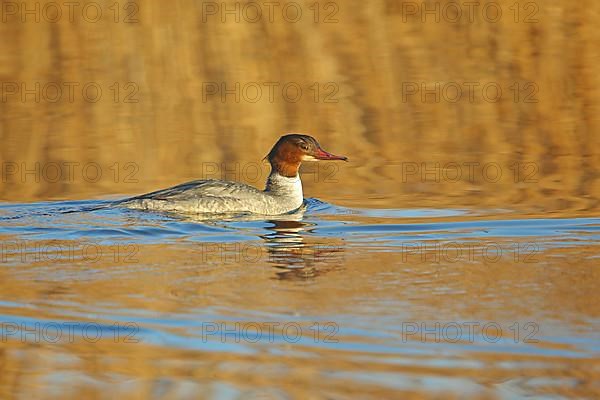 Female Common Merganser