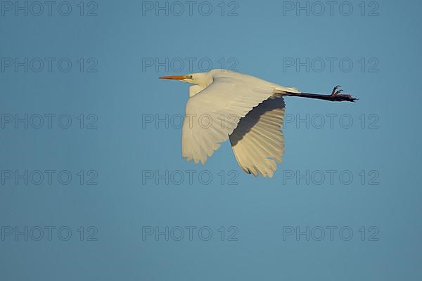 Great egret