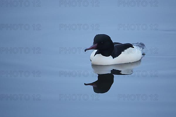 Male Common Merganser