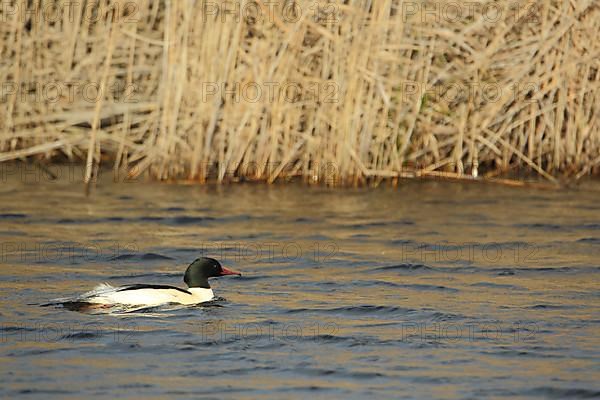 Male Common Merganser