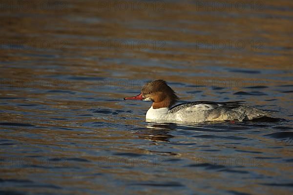 Female Common Merganser