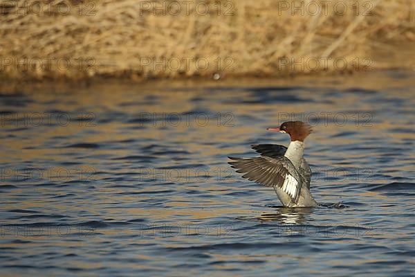 Female Common Merganser