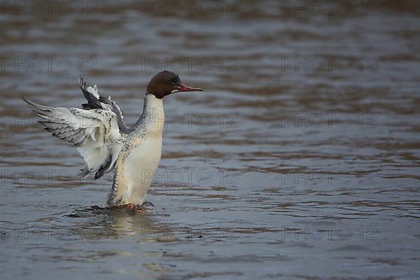 Female Common Merganser