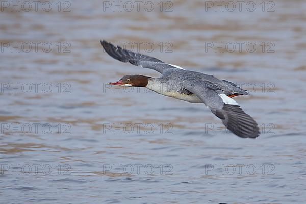 Female Common Merganser