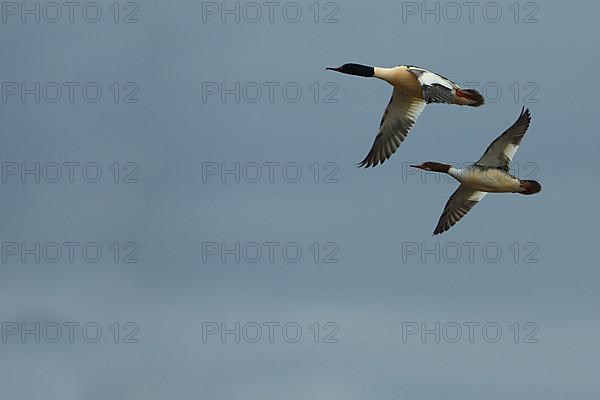 A pair of Common Mergansers