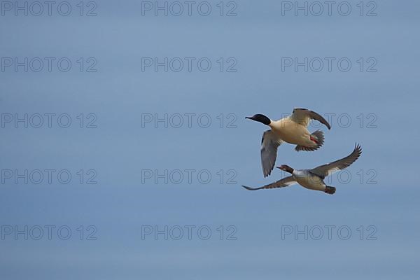 A pair of Common Mergansers