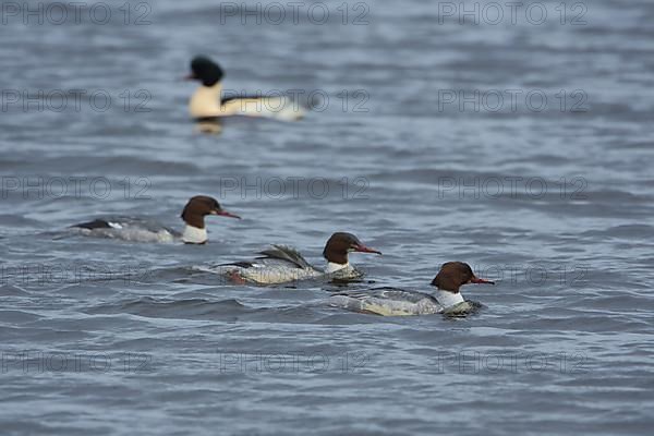 Common merganser