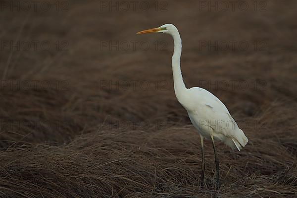 Great egret