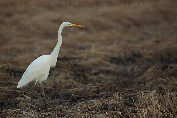 Great egret