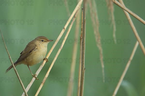 Reed warbler