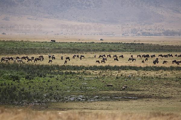 Landscape with waterhole and a herd of blue wildebeest in Lake Magani in Ngorongoro Crater