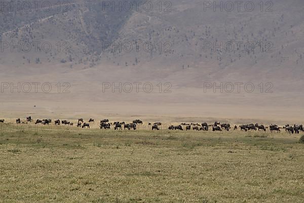 A herd of blue wildebeests