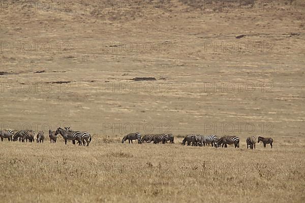 A herd of plains zebras