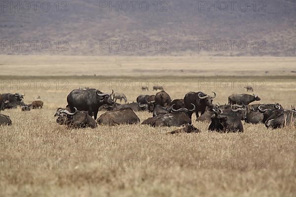 A herd of african buffalo