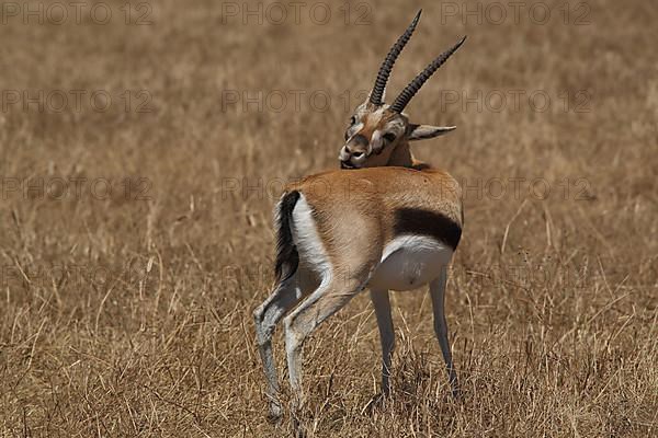 Thomson's gazelle