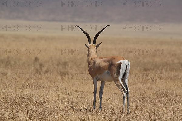 Thomson's gazelle