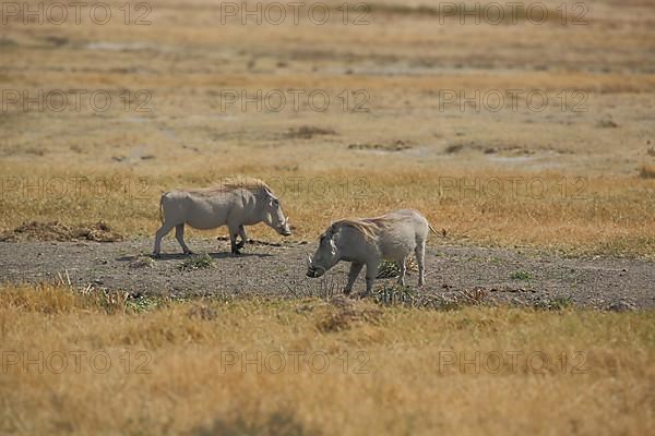 Two common warthog