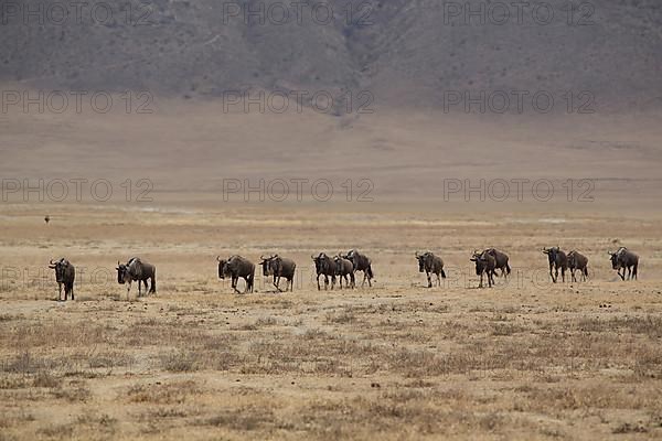 A herd of blue wildebeests