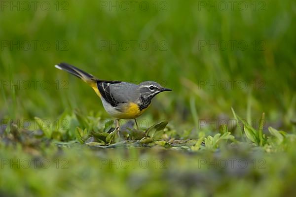 Grey wagtail