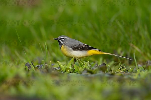 Grey wagtail