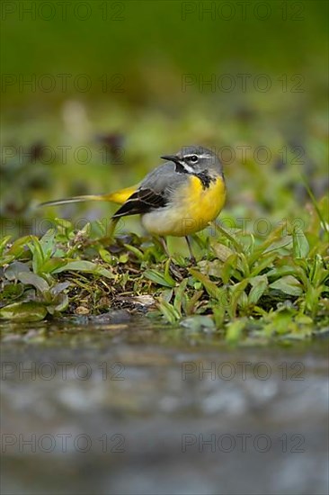 Grey wagtail