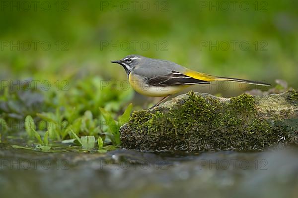 Grey wagtail