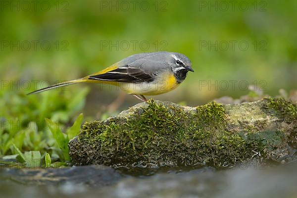 Grey wagtail