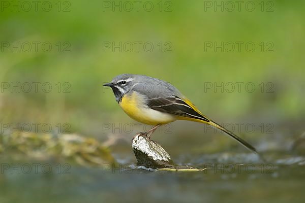 Grey wagtail