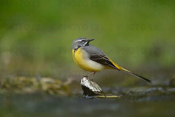 Grey wagtail