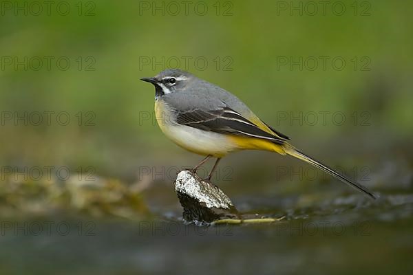 Grey wagtail