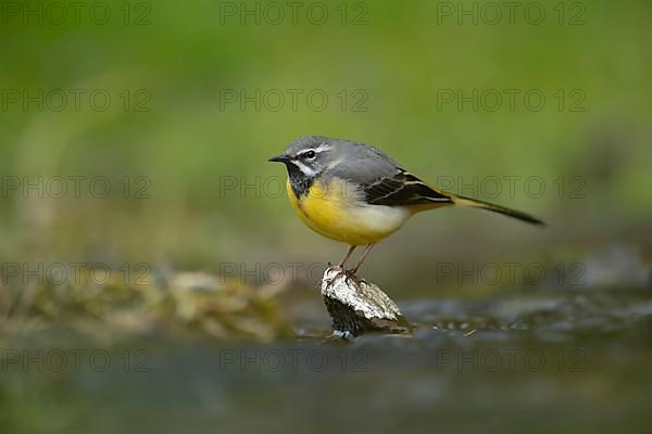 Grey wagtail