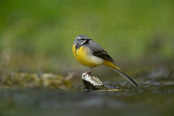 Grey wagtail