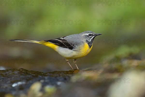 Grey wagtail