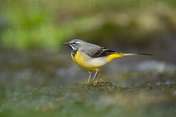 Grey wagtail