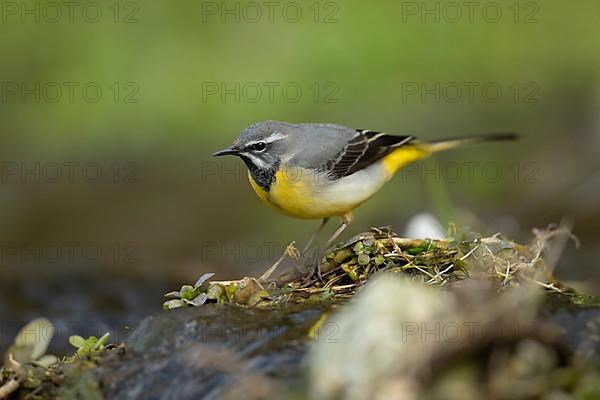 Grey wagtail