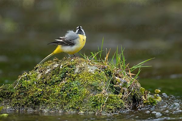 Grey wagtail