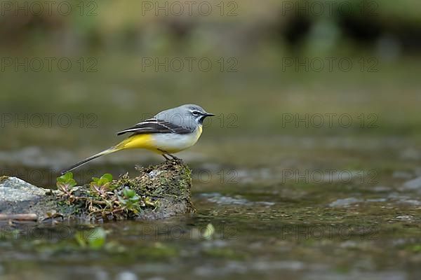 Grey wagtail