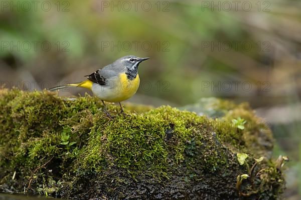 Grey wagtail