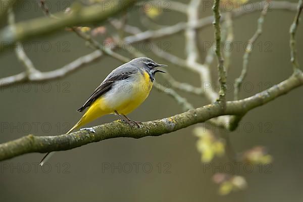 Grey wagtail