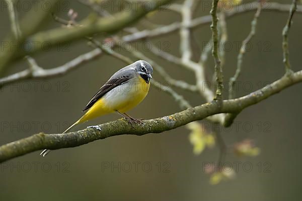 Grey wagtail