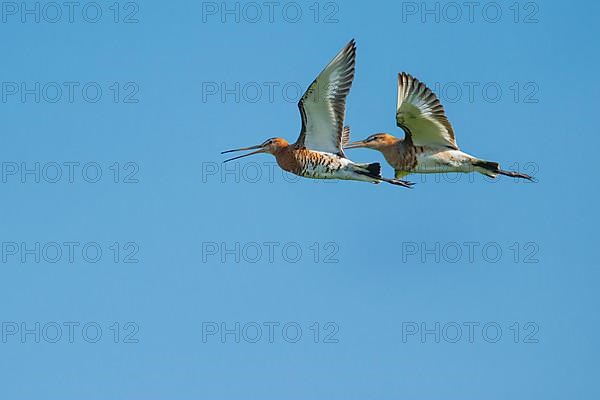 Black-tailed Godwit